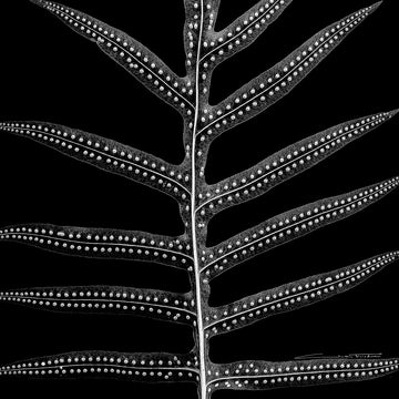 Silk Scarf - Skeleton Tree